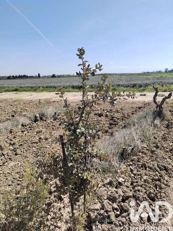 Photo 8 - Terrain à SAINTE-CECILE-LES-VIGNES