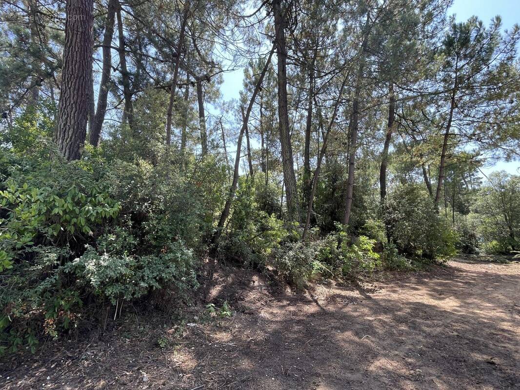 Vue de devant - Terrain à SAINT-JEAN-DE-MONTS