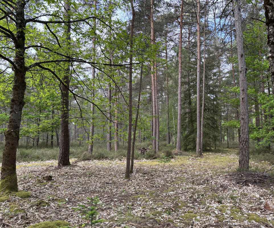 Maison à VIENNE-EN-VAL