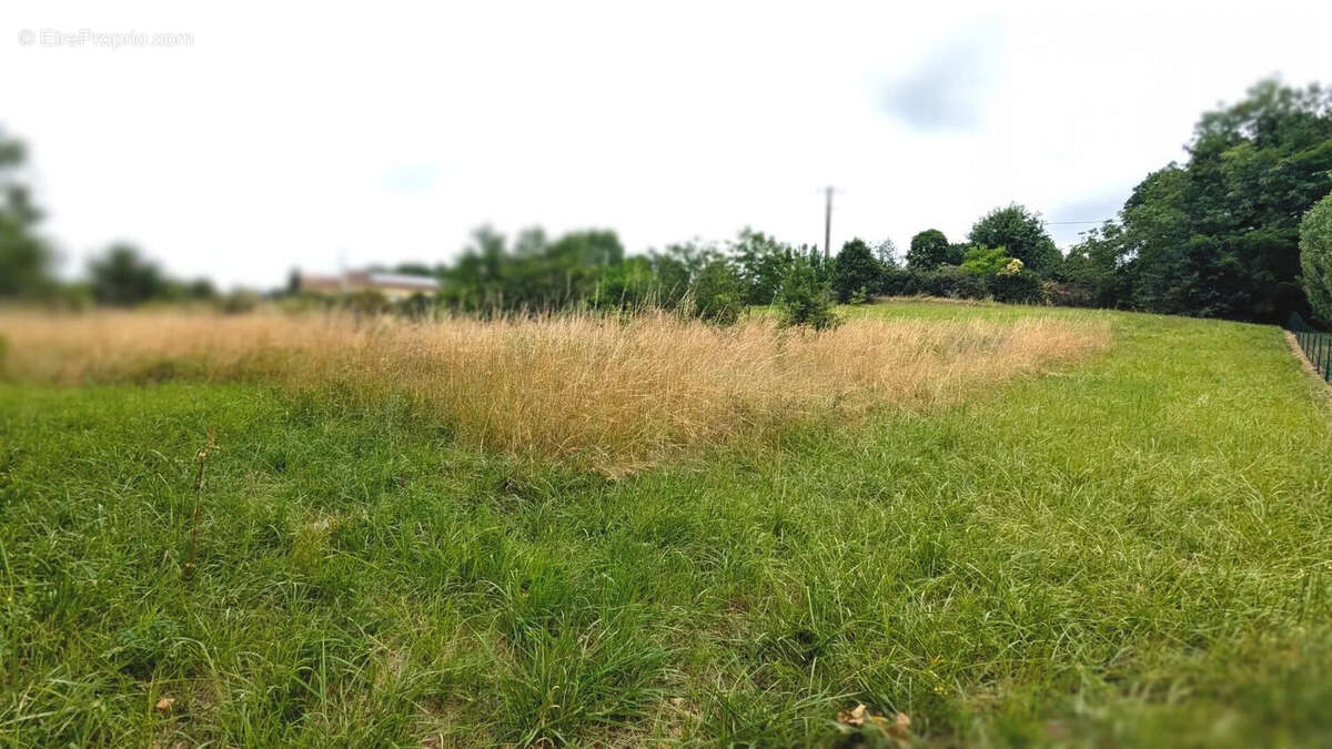 La photo montre un champ avec de l'herbe haute et des arbres en arrière-plan sous un ciel nuageux. - Terrain à LA SAUVETAT-DE-SAVERES