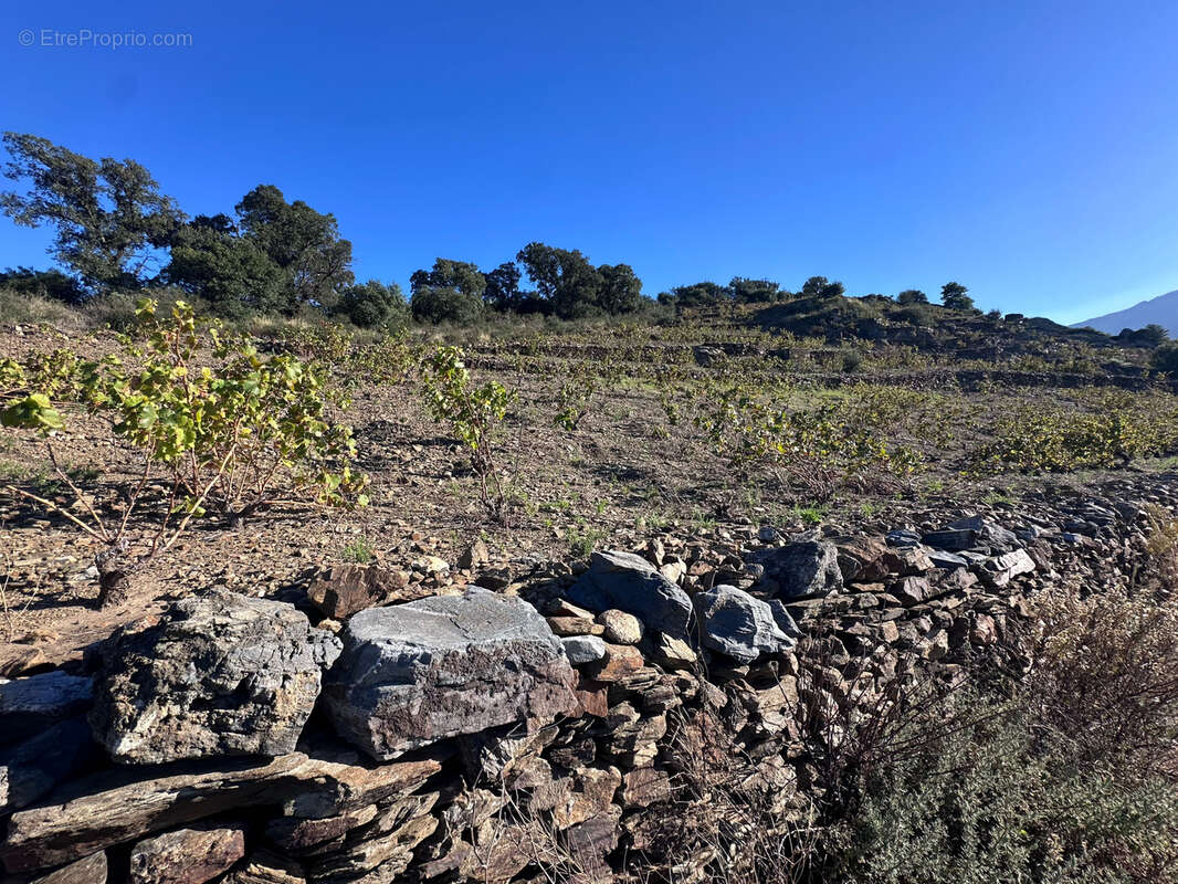 Terrain à COLLIOURE