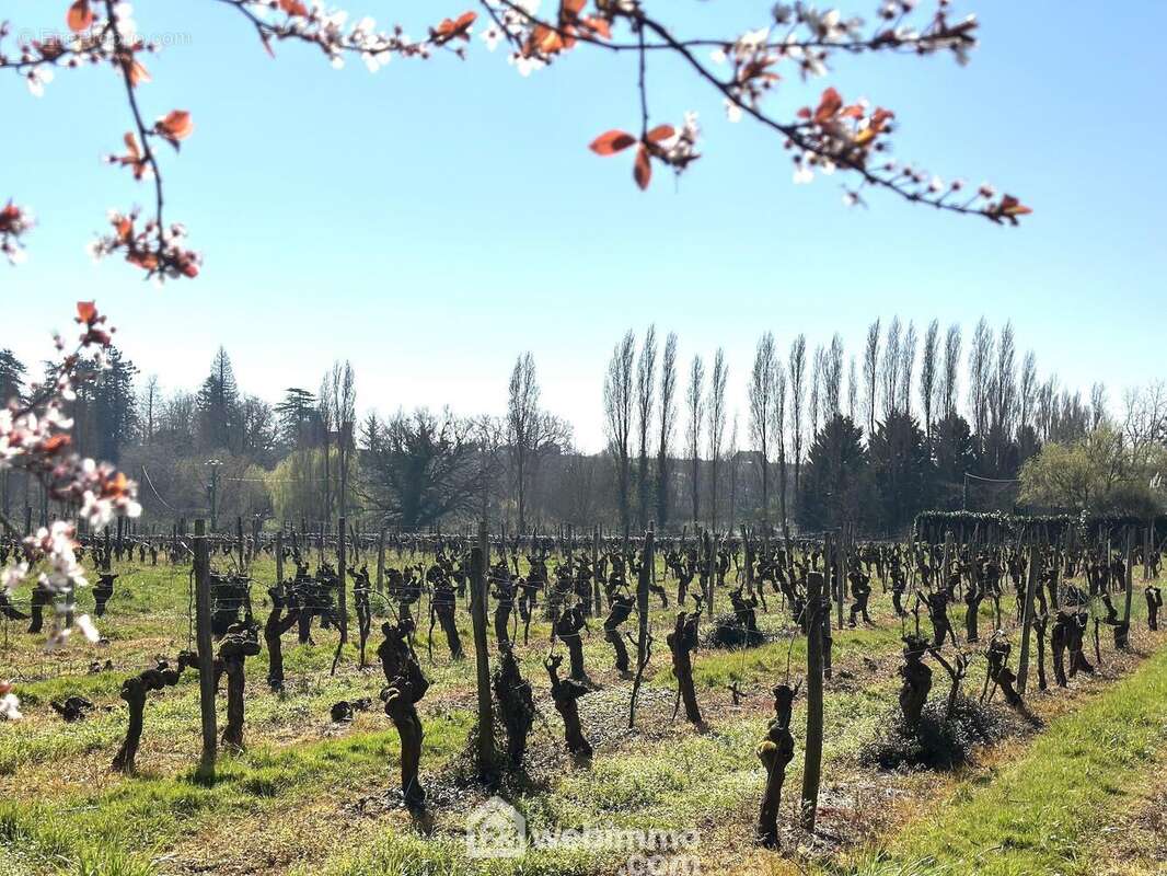 ... avec une parcelle de vignes. - Maison à CHAVAGNES