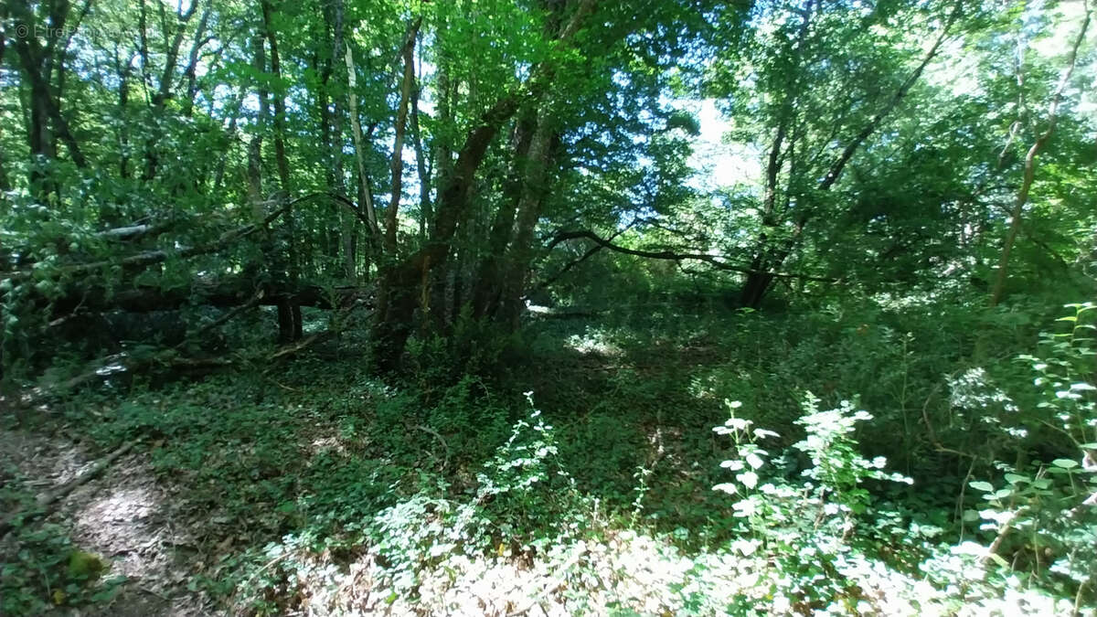 Point d'eau avec Terrain boisé - Périgord Vert - photo 7