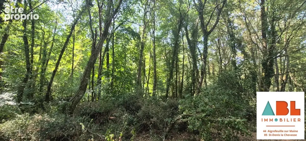 Terrain de loisirs boisé en bord de maine  1 241 m² - photo 3