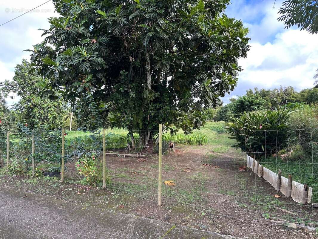 Terrain à BASSE-POINTE