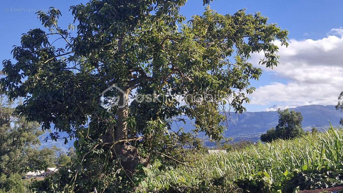Terrain à SAINT-PIERRE