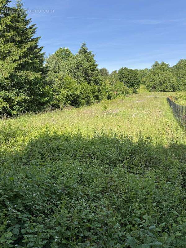 Terrain à SAINT-CYR-AU-MONT-D&#039;OR