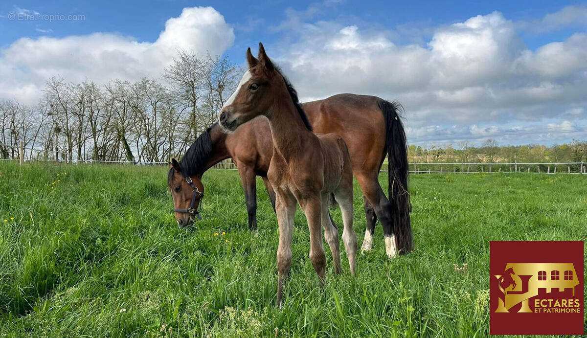 Maison à LA CHAPELLE-DE-LA-TOUR