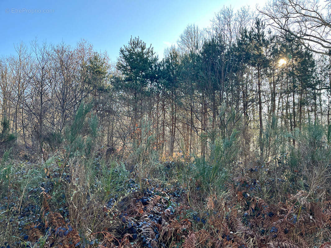 Terrain à BOUZY-LA-FORET
