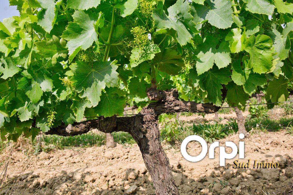 Appartement à ALBA-LA-ROMAINE