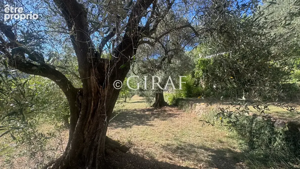 Ancienne bergerie en pierre   Un potentiel exceptionnel au cœur d’une oliveraie - photo 2