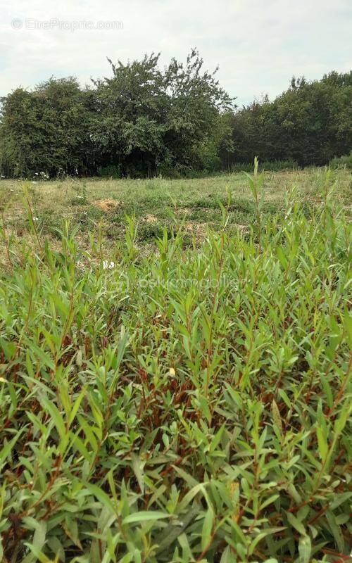 Terrain à VILLERS-AU-BOIS