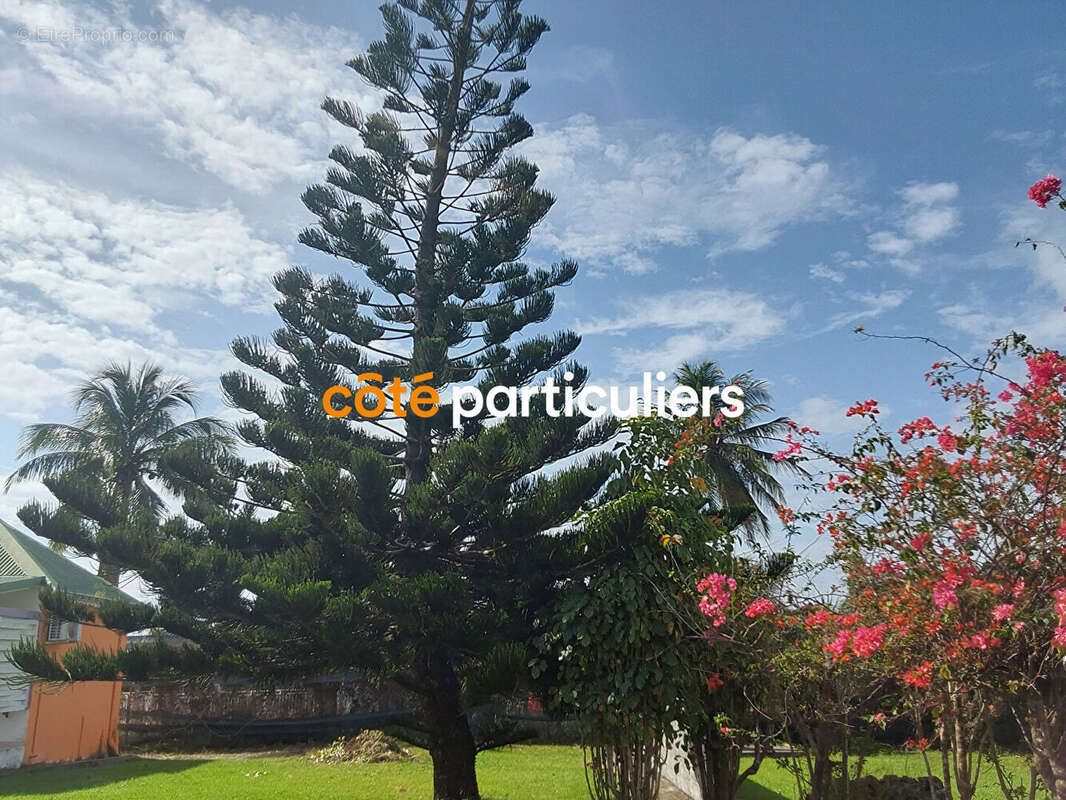 Terrain à CAPESTERRE-DE-MARIE-GALANTE