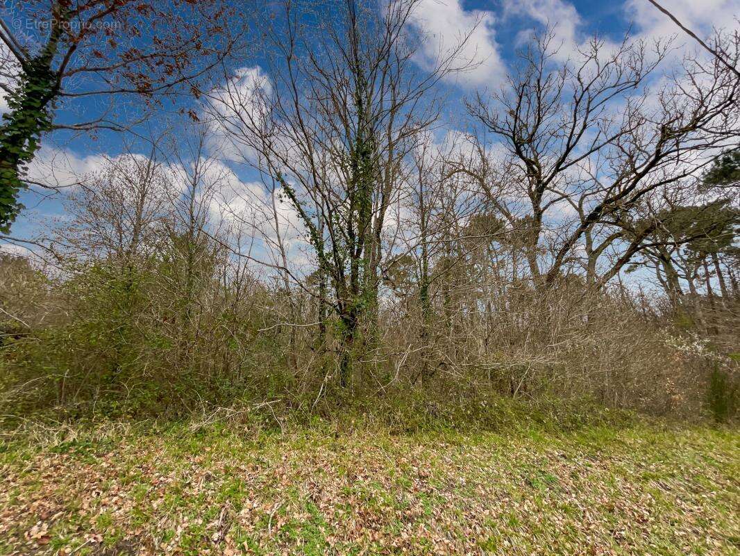 Terrain à SAINT-GERMAIN-DU-SALEMBRE