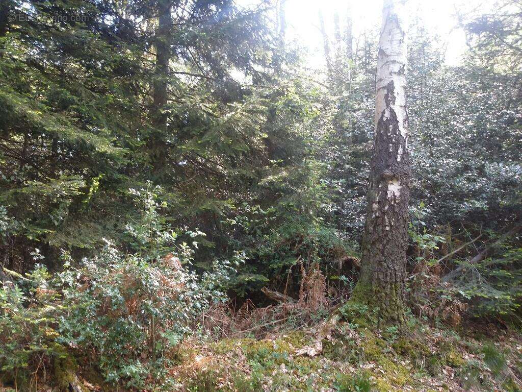 Terrain à LA FOLLETIERE-ABENON