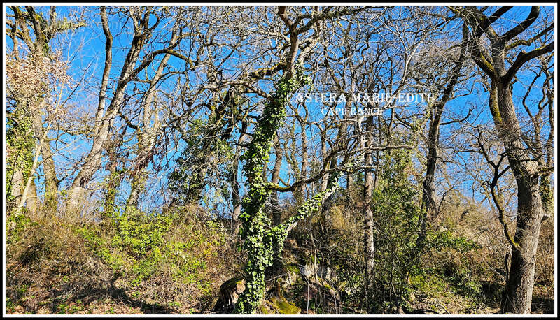 Terrain  à vendre  pessan (32) - photo 15