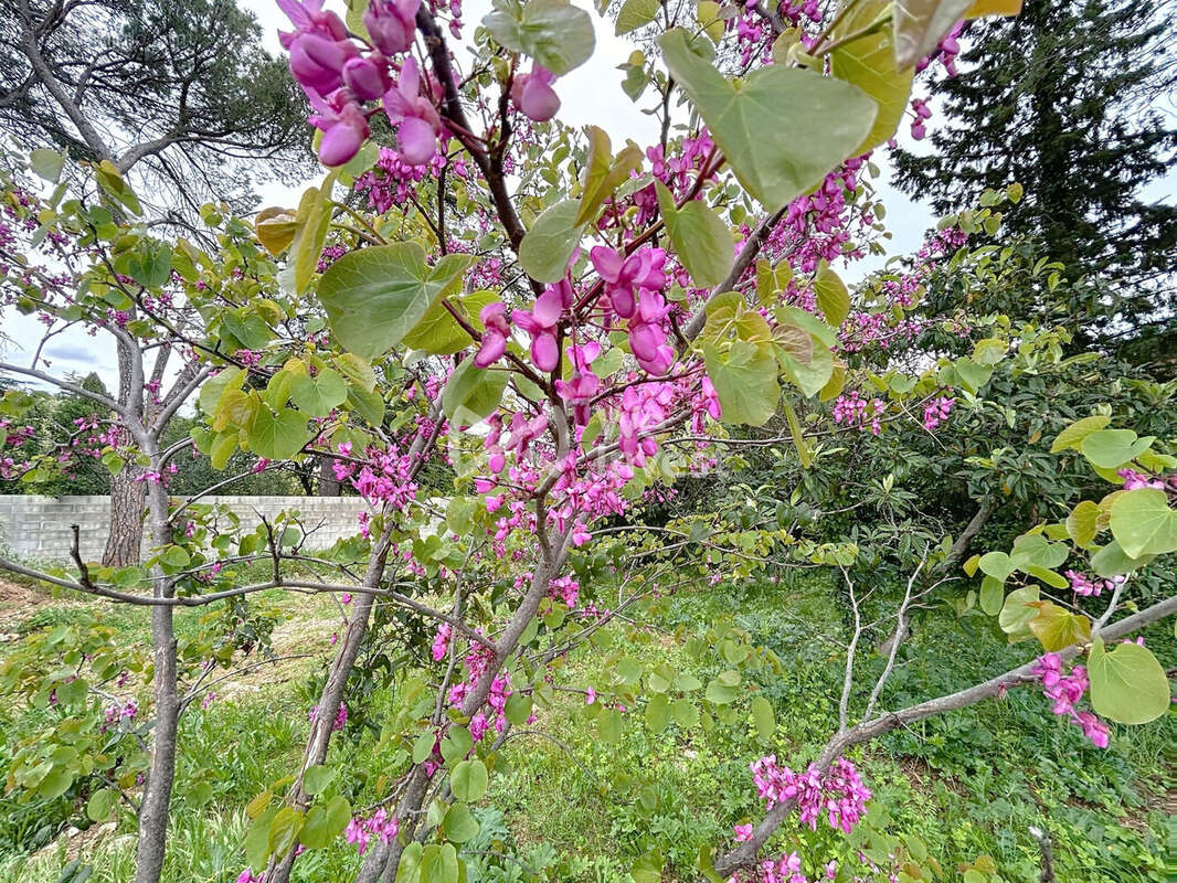 Maison à MONTPELLIER