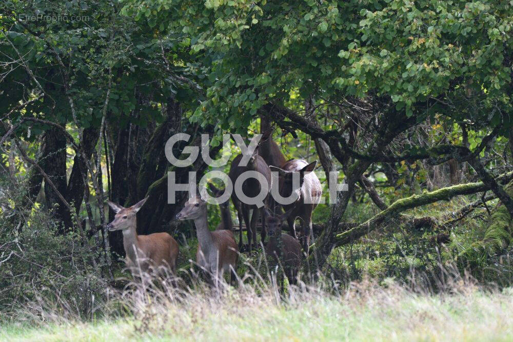 Terrain à LAMOTTE-BEUVRON