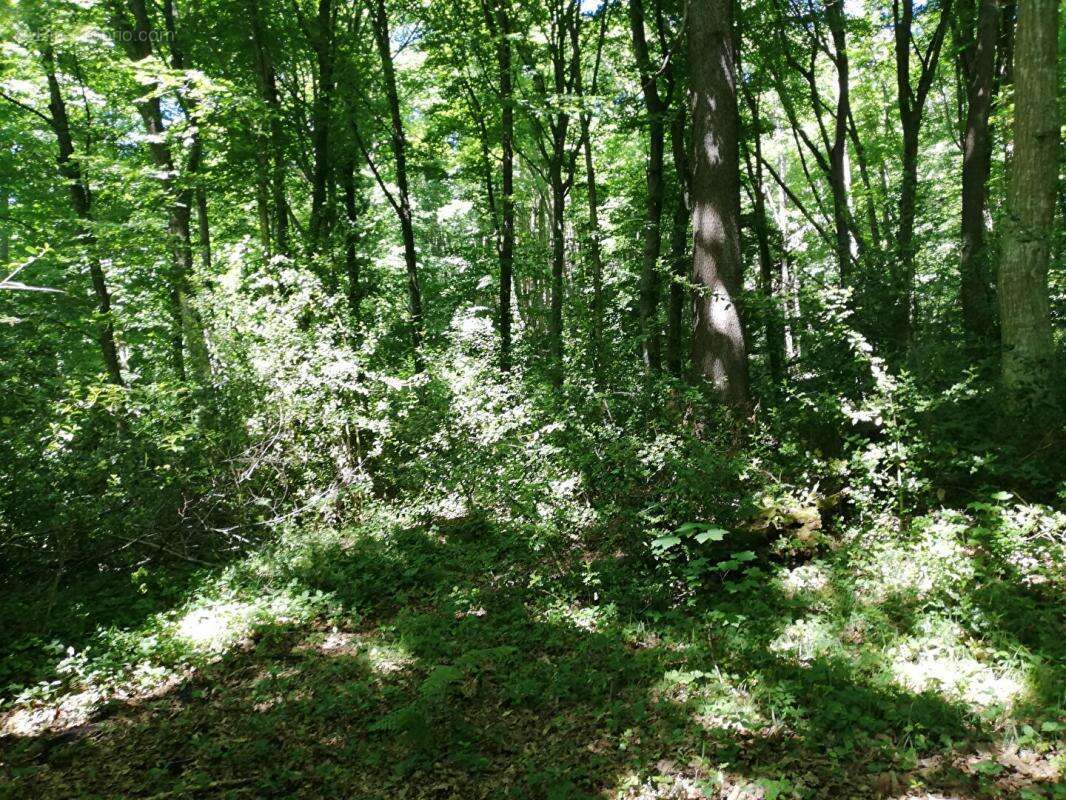 Terrain à DAMPIERRE-EN-YVELINES