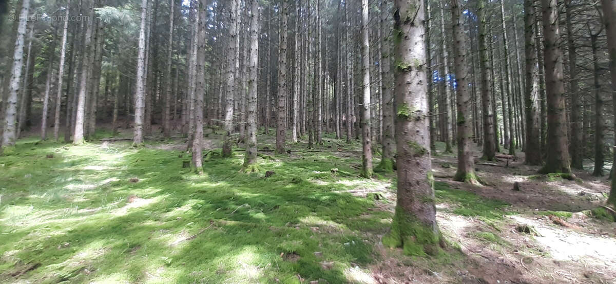 Terrain à GERARDMER