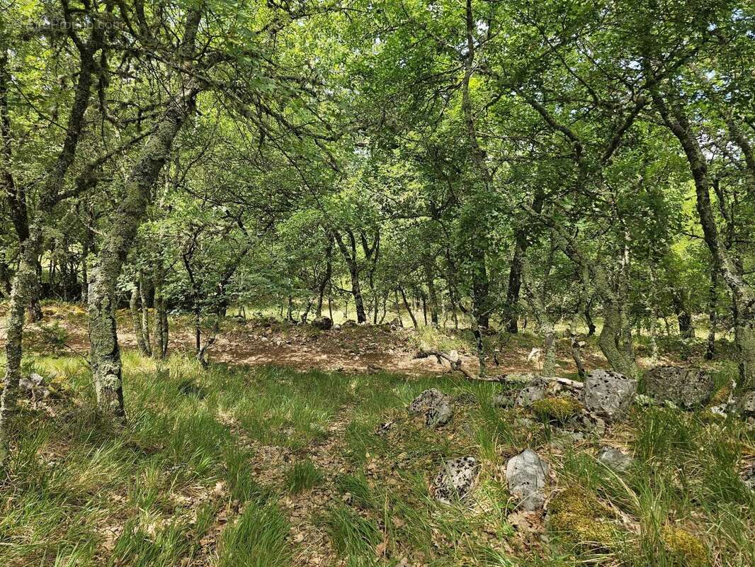 Terrain de loisirs avec vue dégagée sur les montagnes - photo 2