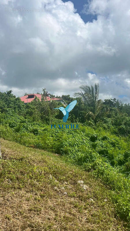 Terrain à LE GOSIER