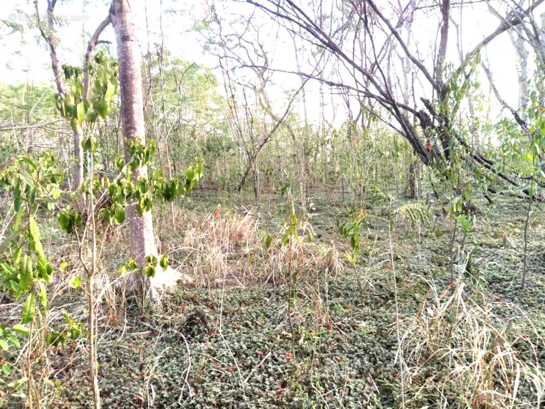 Terrain à BOUILLANTE