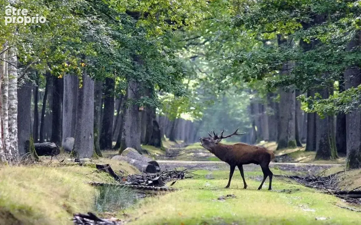 Poigny-La-Forêt : Idéal investissement locatif - photo 7