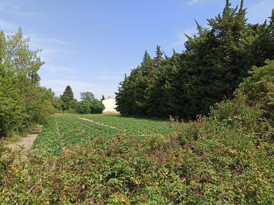 Terrain à SENAS