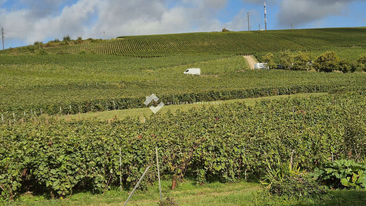vignes sortie de ville - Appartement à ROMENY-SUR-MARNE