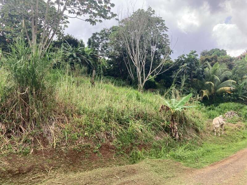 Terrain à SAINT-ESPRIT