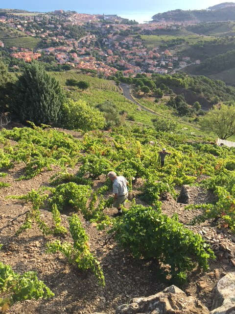 Terrain à COLLIOURE