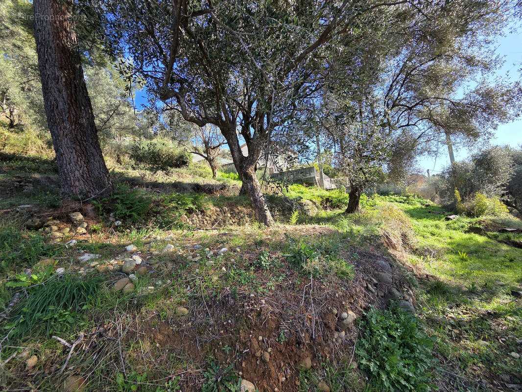 Terrain à SAINT-MARTIN-DU-VAR