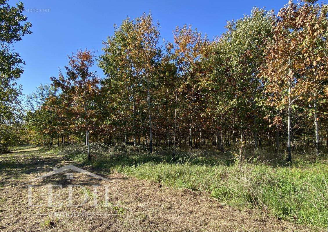 Parcelles Forestière et Bois - photo 3