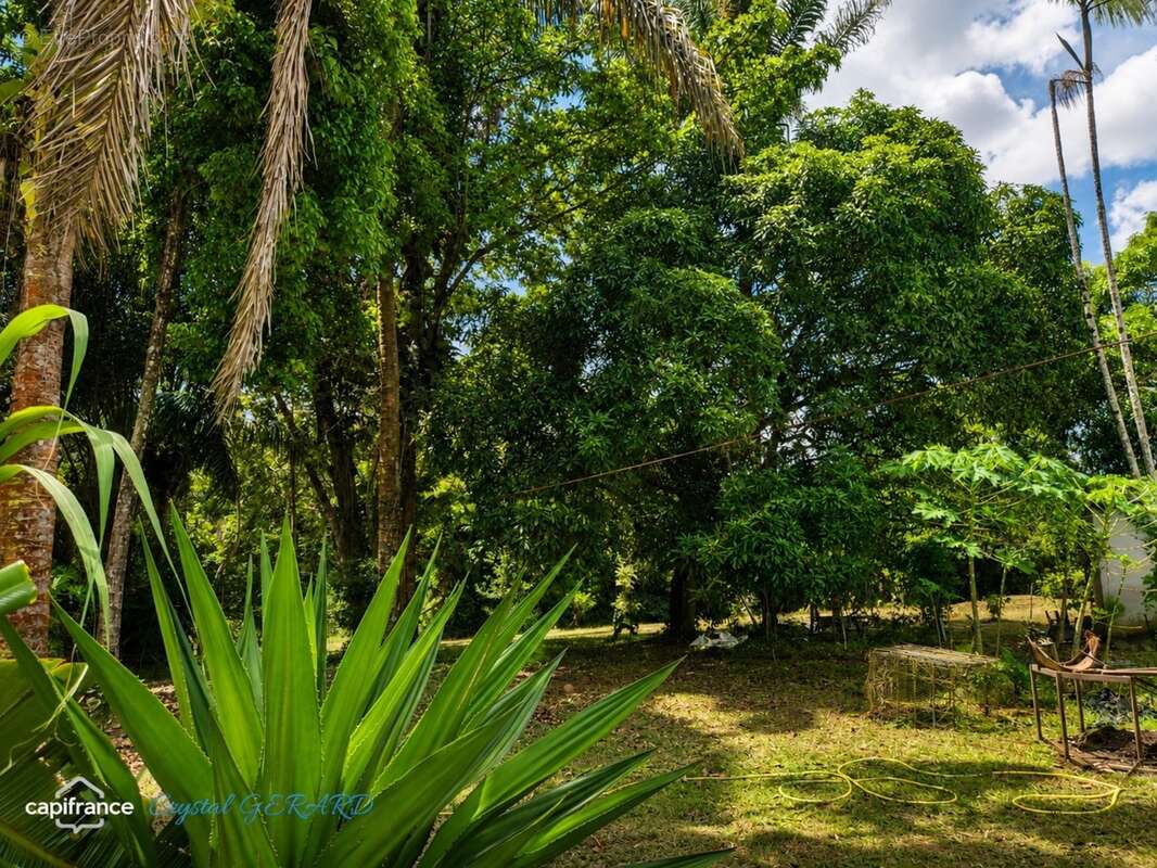 Macouria (belle terre) – propriété sur plus d’1 hectare avec piscine - photo 11