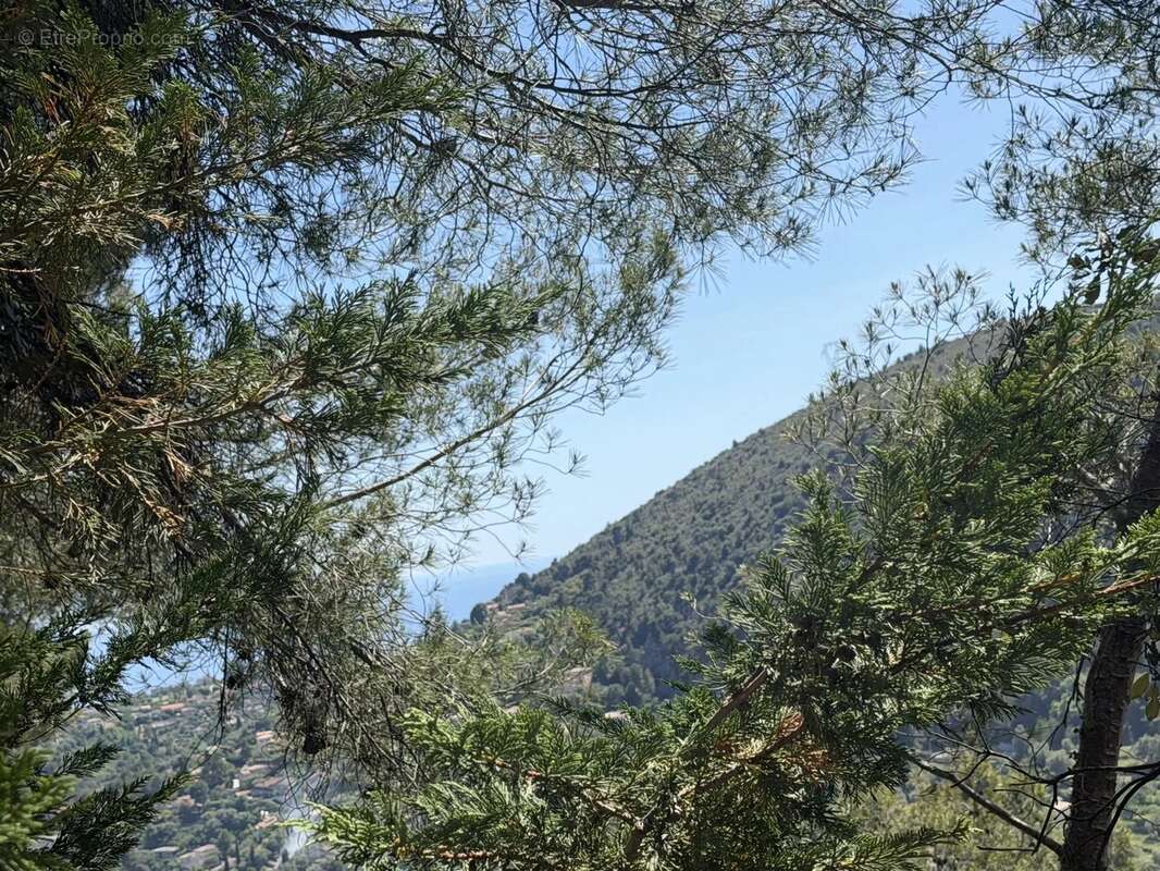 Terrain à FALICON