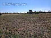 Terrain à MARSEILLAN