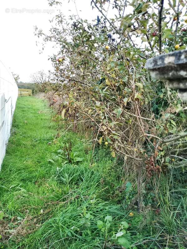 Photo 6 - Maison à BERSON