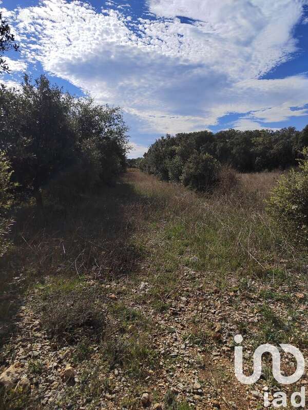 Photo 5 - Terrain à SERIGNAN-DU-COMTAT