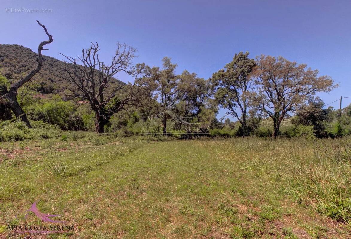 Terrain à SERRA-DI-FIUMORBO