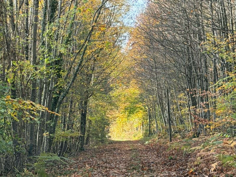 Maison à MONTMIRAIL