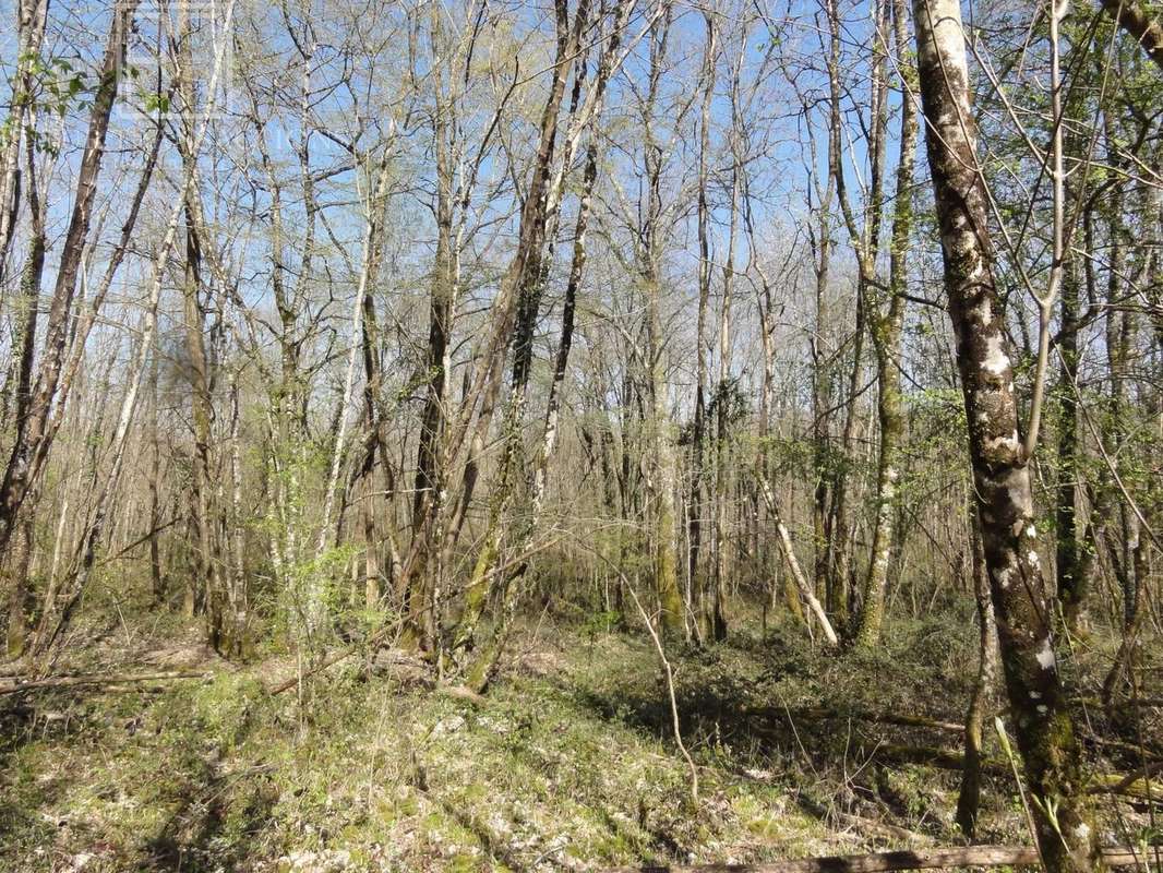 Terrain à SAINT-FRONT-SUR-NIZONNE