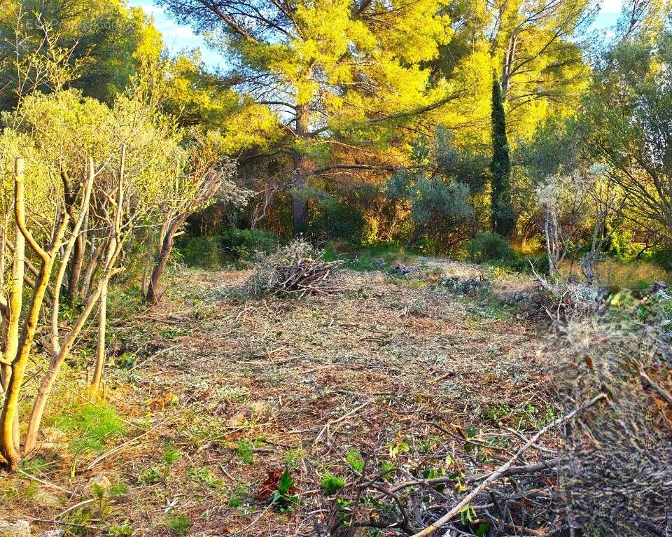 Terrain 442 m² à Toulon  - photo 6