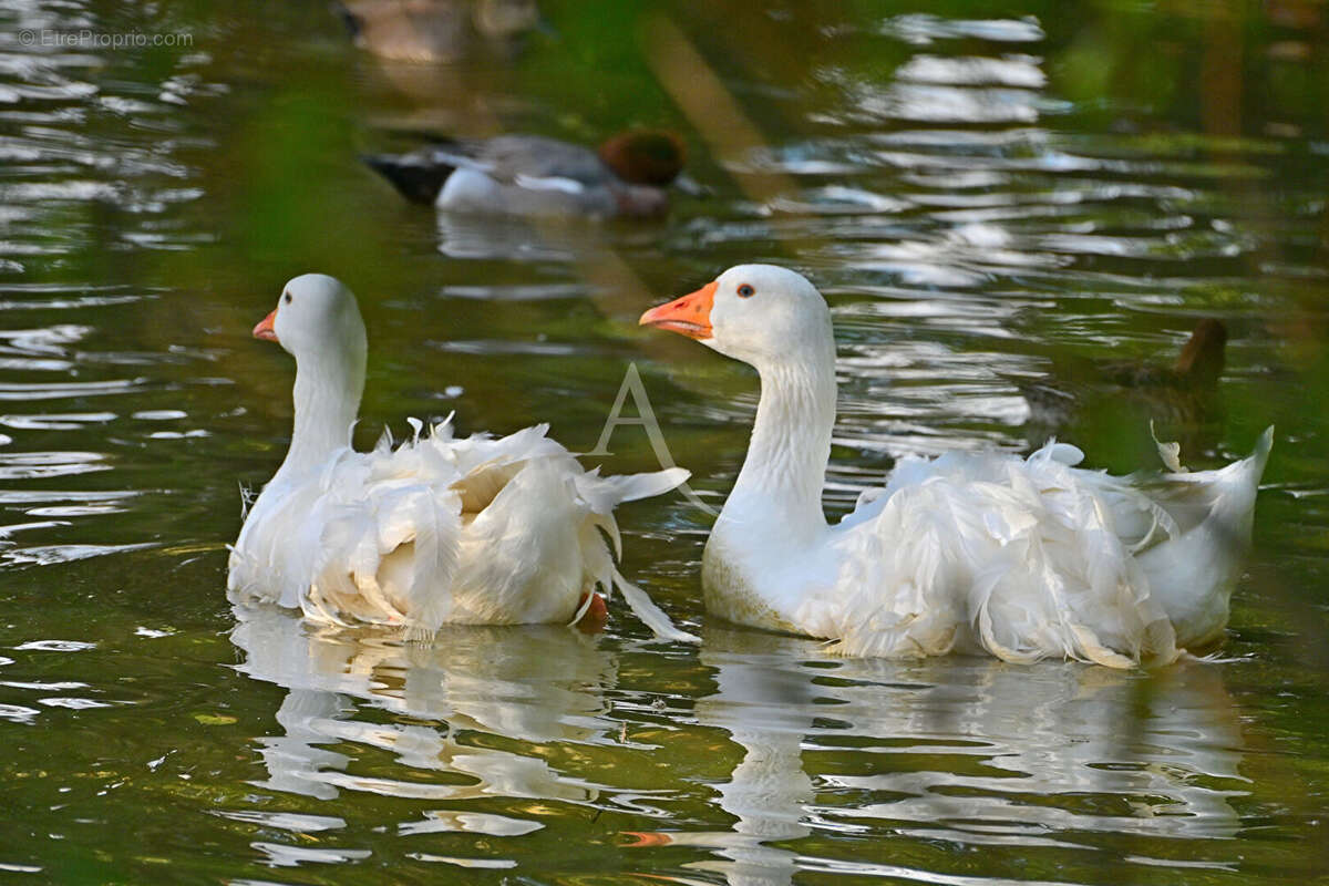 Terrain à LES SABLES-D&#039;OLONNE