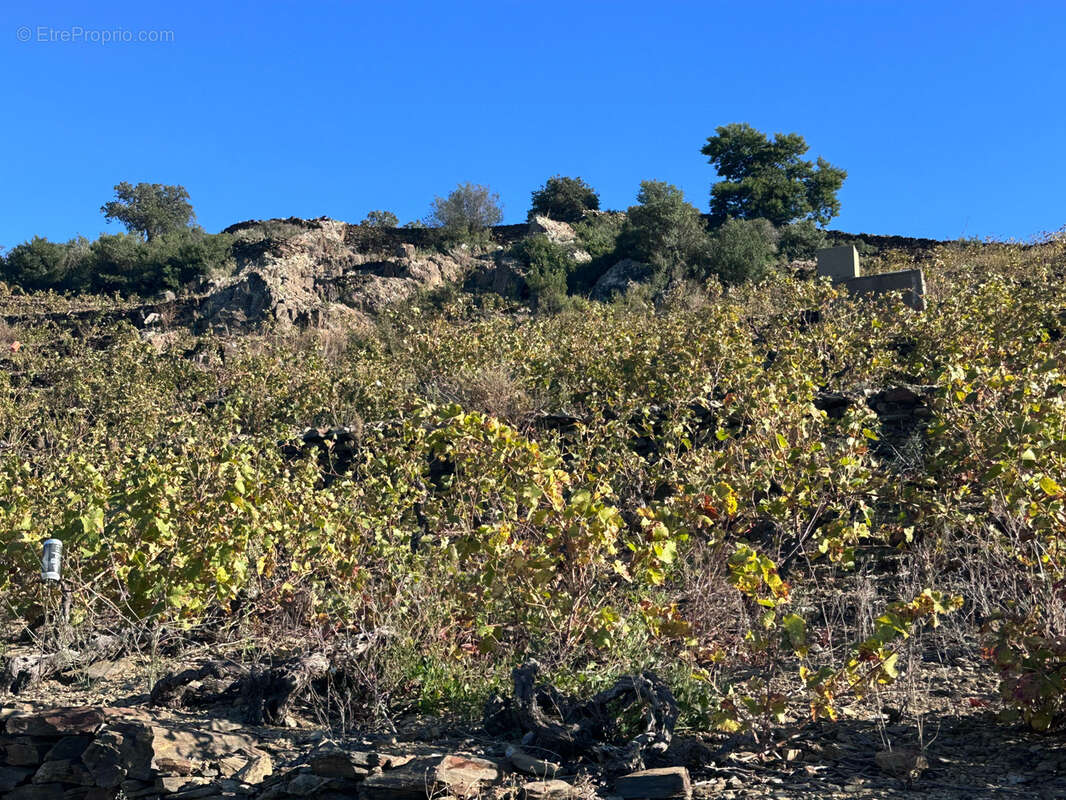 Terrain à COLLIOURE