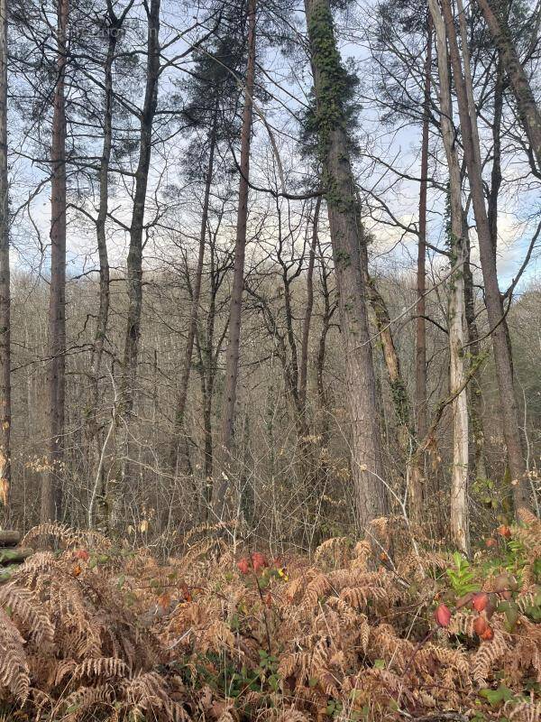 Terrain à CHANCELADE