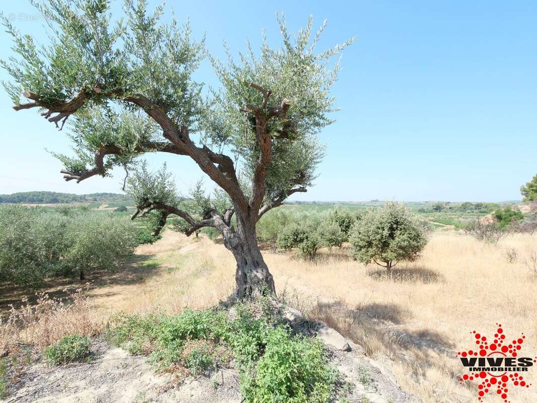 Exceptionnel : Truffière en production sur 2,2 hectares aux portes de Béziers - photo 8