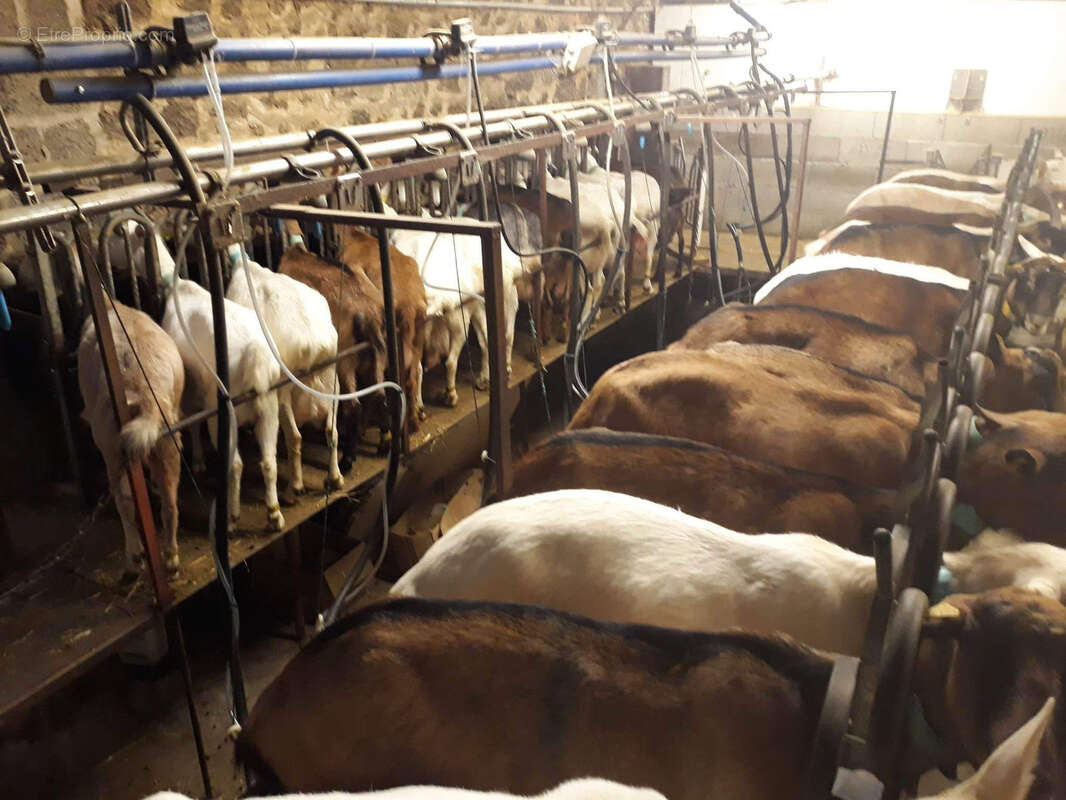 Exploitation caprine avec transformation fromagère, vente directe et maison d'habitation   19,33 ha   Indre - photo 10