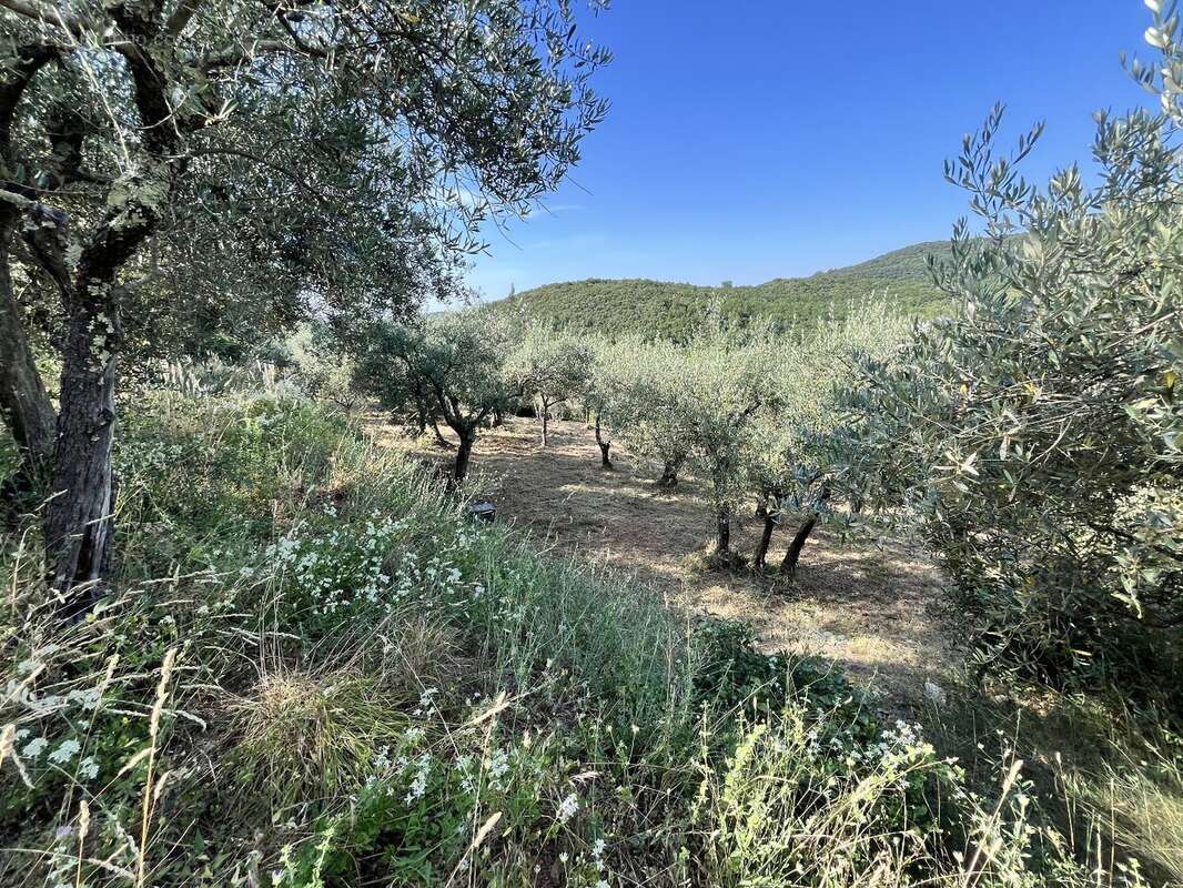 Olivette à Monoblet - photo 4