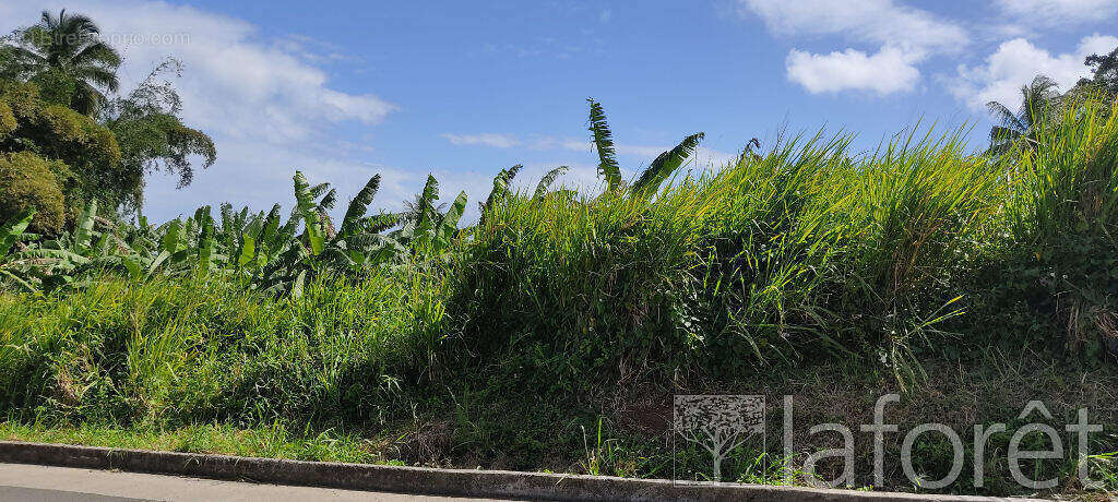 Terrain à CAPESTERRE-BELLE-EAU